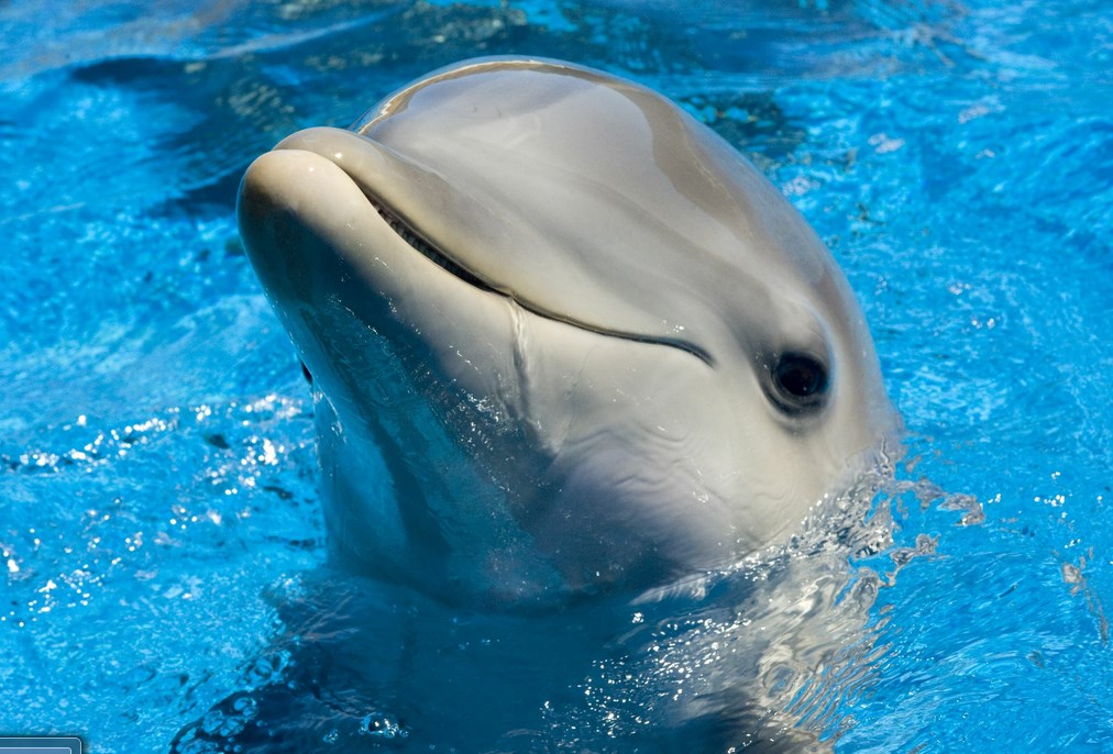 Дельфин: фото