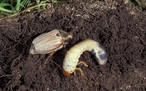 Личинка майского жука