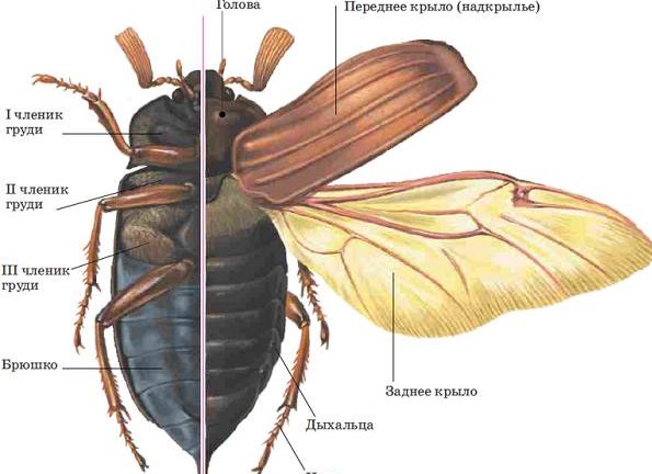 Отделы тела майского жука