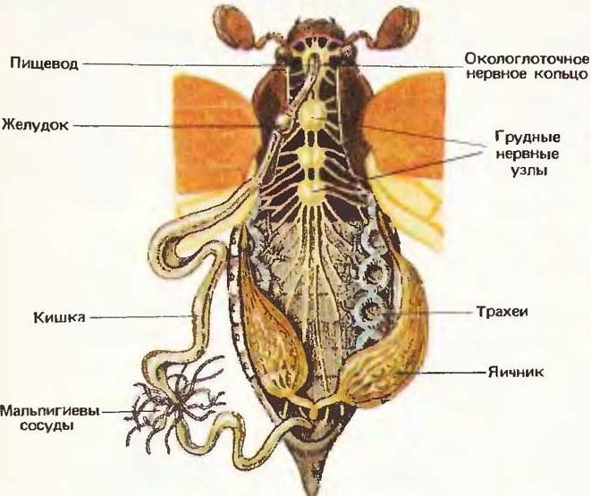 Внутреннее строение майского жука